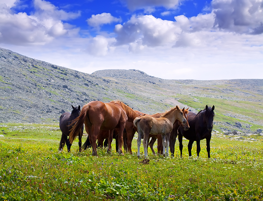 caballos