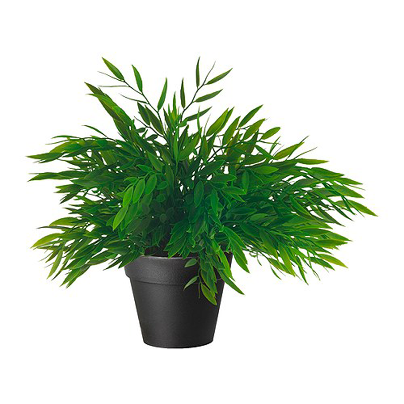 planta