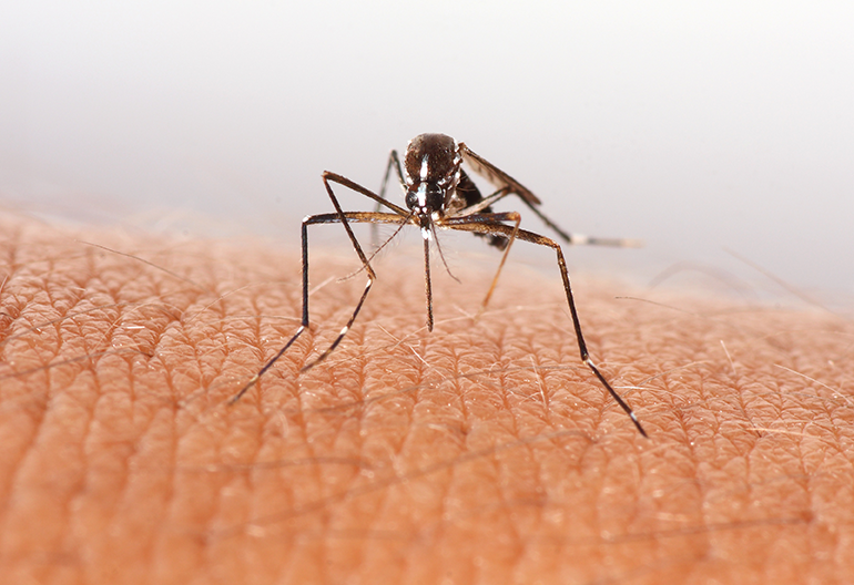 mosquit