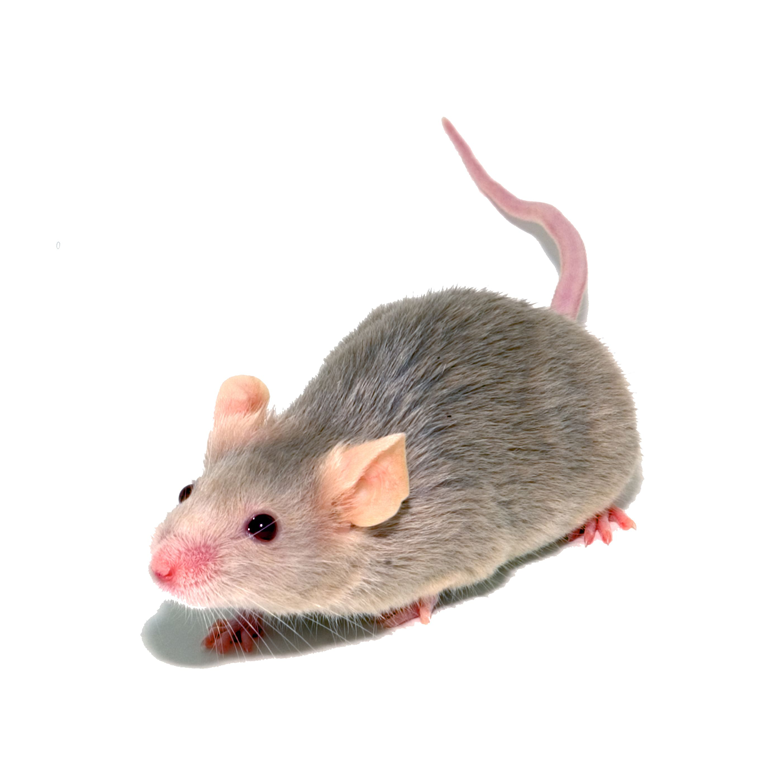 rata